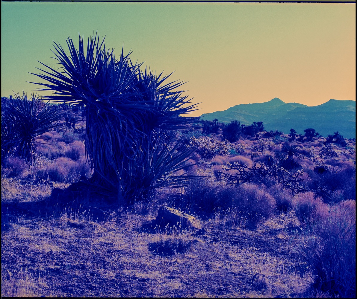 Joshua’s Prism in the Mojave Dawn