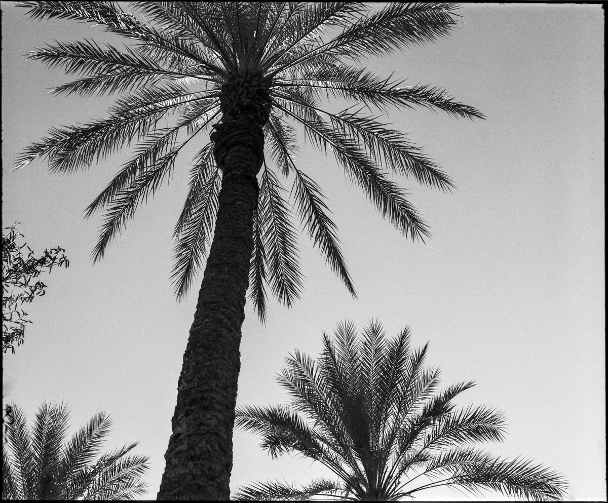 Desert Palms_01