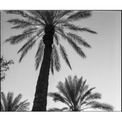 palms_cat