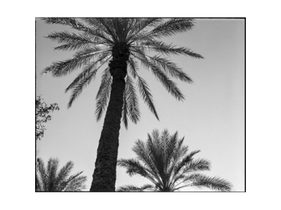 palms_cat